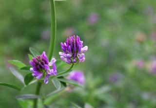 photo, la matire, libre, amnage, dcrivez, photo de la rserve,Petites fleurs magenta, Chinois traient vetch, fve, rouge violac, fleur