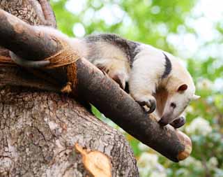 foto,tela,gratis,paisaje,fotografa,idea,Sur de Tamandua, , , , 