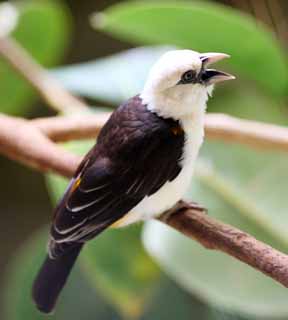 Foto, materiell, befreit, Landschaft, Bild, hat Foto auf Lager,White-headed Khe Weber, , , , 