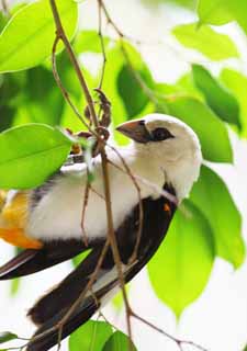 photo,material,free,landscape,picture,stock photo,Creative Commons,White-headed cows Weaver, , , , 