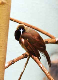 Foto, materiell, befreit, Landschaft, Bild, hat Foto auf Lager,Raggiana Bird-of-paradise, , , , 