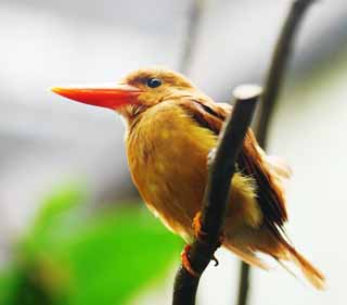 Foto, materieel, vrij, landschap, schilderstuk, bevoorraden foto,Bloedrode Kingfisher, , , , 