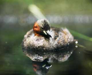 ,,, ,,, grebe, , , , 