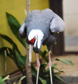 photo, la matire, libre, amnage, dcrivez, photo de la rserve,White-naped crane, , , , 