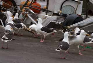 photo, la matire, libre, amnage, dcrivez, photo de la rserve,Le festival de mouettes, mouette, , , festival