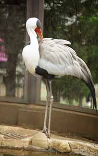 fotografia, materiale, libero il panorama, dipinga, fotografia di scorta,Wattled crane, , , , 