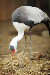 photo, la matire, libre, amnage, dcrivez, photo de la rserve,Wattled crane, , , , 