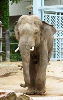 fotografia, materiale, libero il panorama, dipinga, fotografia di scorta,Elefante africano, , , , 