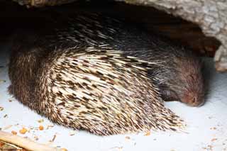 Foto, materieel, vrij, landschap, schilderstuk, bevoorraden foto,Murray Porcupine, , , , 