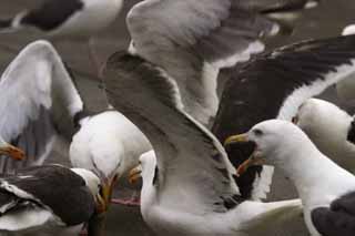 foto,tela,gratis,paisaje,fotografa,idea,Fiesta de gaviotas, Gaviota, , , Fiesta