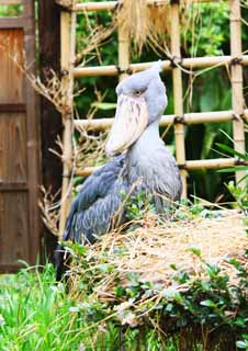 fotografia, materiale, libero il panorama, dipinga, fotografia di scorta,Shoebill, , , , 