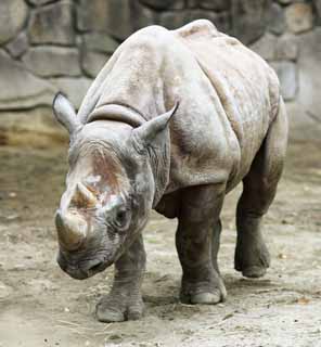 photo,material,free,landscape,picture,stock photo,Creative Commons,Eastern black rhinoceros, , , , 