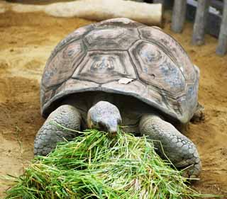 Foto, materiell, befreit, Landschaft, Bild, hat Foto auf Lager,Galapagos Riesenschildkrte, , , , 