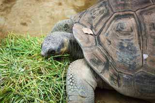 Foto, materiell, befreit, Landschaft, Bild, hat Foto auf Lager,Galapagos Riesenschildkrte, , , , 