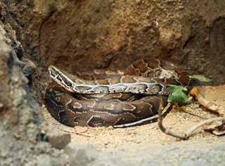 fotografia, materiale, libero il panorama, dipinga, fotografia di scorta,Python africana, , , , 