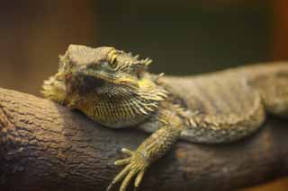 Foto, materieel, vrij, landschap, schilderstuk, bevoorraden foto,Bearded dragon, , , , 