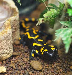 , , , , ,  .,Fire Salamander, , , , 