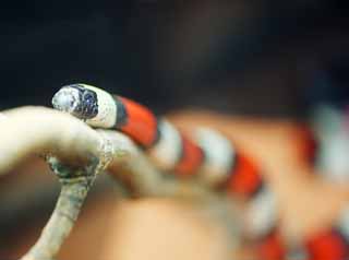 photo,material,free,landscape,picture,stock photo,Creative Commons,Puebla down milk snake, , , , 