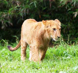 Foto, materieel, vrij, landschap, schilderstuk, bevoorraden foto,Lion, , , , 