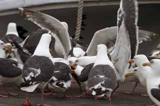 foto,tela,gratis,paisaje,fotografa,idea,Fiesta de gaviotas, Gaviota, , , Fiesta