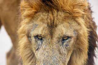 fotografia, materiale, libero il panorama, dipinga, fotografia di scorta,Lion, , , , 