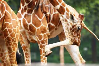 fotografia, materiale, libero il panorama, dipinga, fotografia di scorta,Giraffe, , , , 