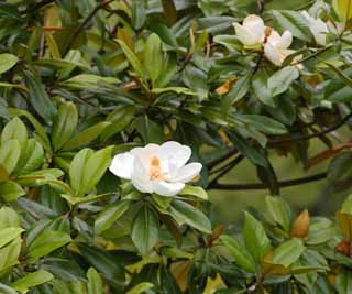 Foto, materiell, befreit, Landschaft, Bild, hat Foto auf Lager,Magnolia kobus, , , , 