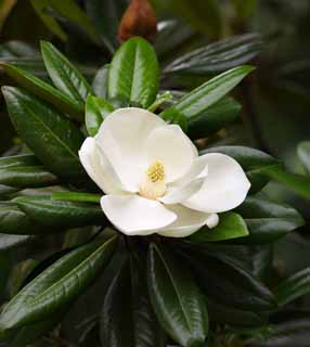 fotografia, material, livra, ajardine, imagine, proveja fotografia,Magnolia grandiflora, , , , 