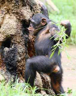 Foto, materieel, vrij, landschap, schilderstuk, bevoorraden foto,Chimpansee, , , , 