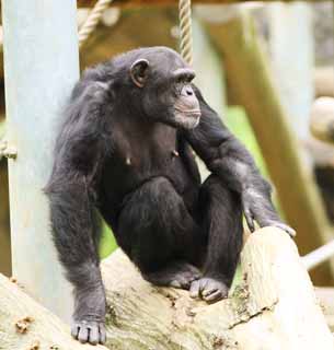 ,  , , ,    ,chimpanzee, , , , 