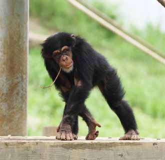 Foto, materieel, vrij, landschap, schilderstuk, bevoorraden foto,Chimpansee, , , , 