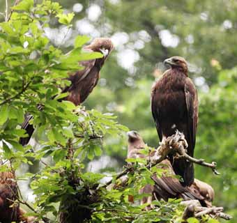 photo, la matire, libre, amnage, dcrivez, photo de la rserve,Golden Eagle, , , , 