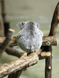 fotografia, materiale, libero il panorama, dipinga, fotografia di scorta,Il Koala, , , , 