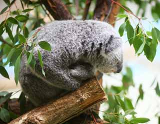 fotografia, materiale, libero il panorama, dipinga, fotografia di scorta,Il Koala, , , , 