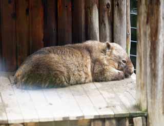 Foto, materiell, befreit, Landschaft, Bild, hat Foto auf Lager,Wombat, , , , 