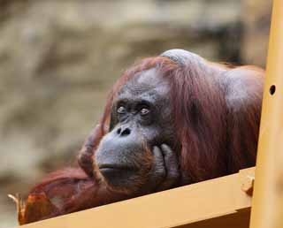 Foto, materiell, befreit, Landschaft, Bild, hat Foto auf Lager,Orang-utan der Melancholie, , , , 