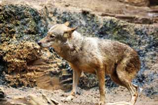 Foto, materieel, vrij, landschap, schilderstuk, bevoorraden foto,Europa wolf, , , , 