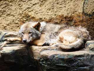 Foto, materiell, befreit, Landschaft, Bild, hat Foto auf Lager,Europa wolf, , , , 