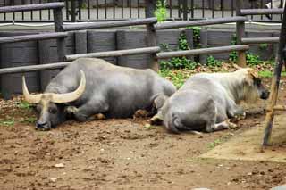 photo,material,free,landscape,picture,stock photo,Creative Commons,water buffalo, , , , 