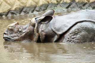 Foto, materieel, vrij, landschap, schilderstuk, bevoorraden foto,Rhino, , , , 