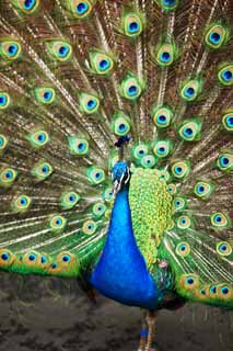 Foto, materieel, vrij, landschap, schilderstuk, bevoorraden foto,Peacock, , , , 