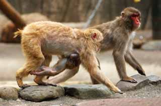 Foto, materiell, befreit, Landschaft, Bild, hat Foto auf Lager,Japanische monkey, , , , 