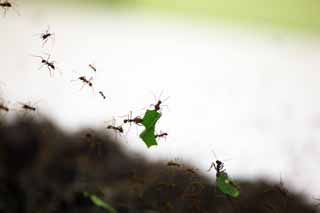 Foto, materieel, vrij, landschap, schilderstuk, bevoorraden foto,Leaf-cutting ant, , , , 