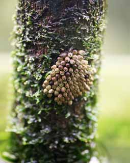 Foto, materiell, befreit, Landschaft, Bild, hat Foto auf Lager,Eier von Lethocerus deyrollei, , , , 