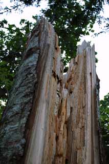 Foto, materiell, befreit, Landschaft, Bild, hat Foto auf Lager,Trauriger Baum, Bruch, Holz, Hohlraum, HimenumPond