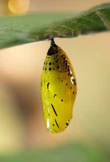 Foto, materiell, befreit, Landschaft, Bild, hat Foto auf Lager,Die Puppen von Schmetterling, , , , 