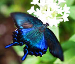 fotografia, materiale, libero il panorama, dipinga, fotografia di scorta,Papilio maackii, , , , 