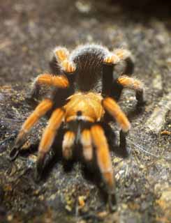 photo, la matire, libre, amnage, dcrivez, photo de la rserve,Tarantula, , , , 