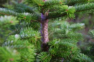 photo,material,free,landscape,picture,stock photo,Creative Commons,Tree growing fast, conifer, young tree, fir, HimenumPond