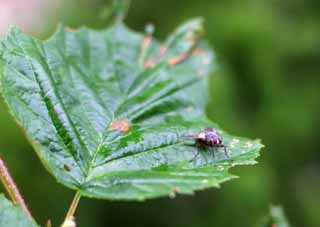 fotografia, materiale, libero il panorama, dipinga, fotografia di scorta,Mosca equina, mosca equina, , , 